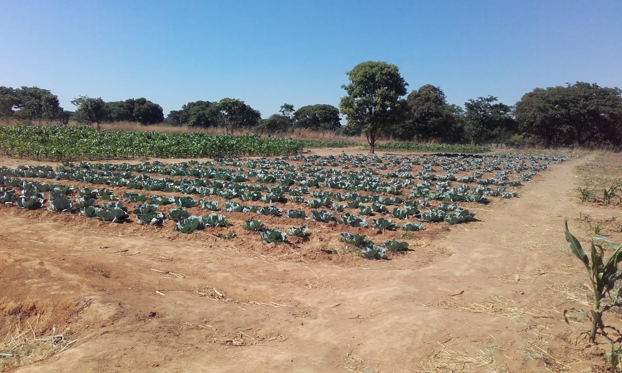 Cultivated fields on the school grounds